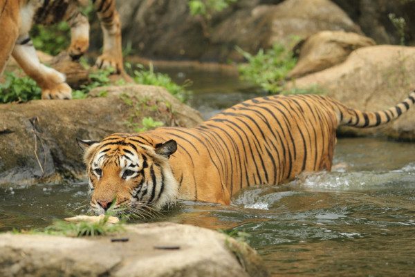 Saalvan Spa And Resort